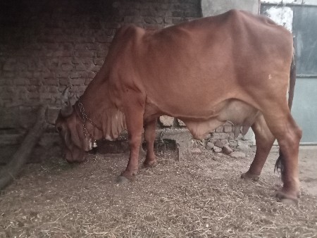 દેશી ગાય વેસવાની