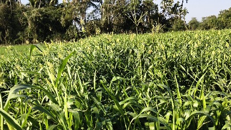 જુવાર વેચવાની છે બે વીઘા