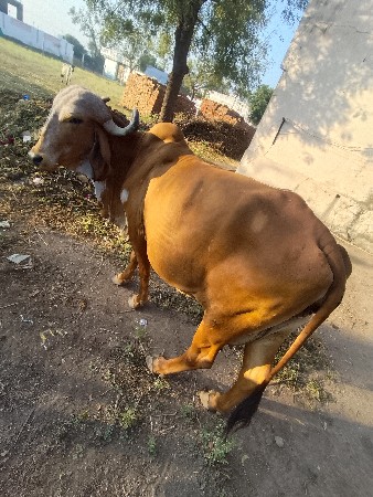 થંબનેલ 2