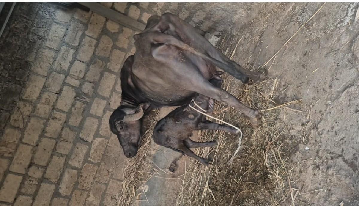 थंबनेल 3