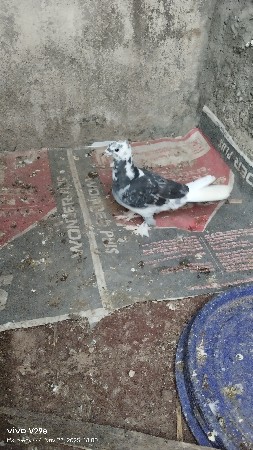 થંબનેલ 3