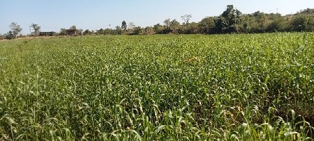 પાંચા ભાઈ રબારી 
9725446040