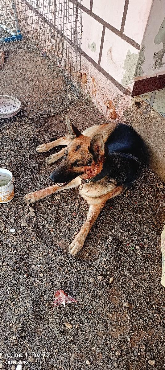 German Shepherd female