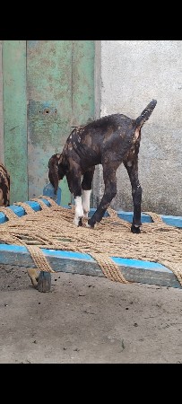 થંબનેલ 3