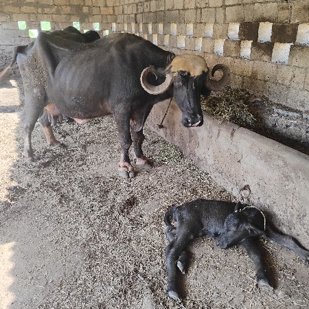 થંબનેલ 2