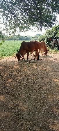 એક વાવણી વાવેલ