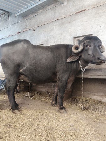 ખડાઈ વેચવા ની છે