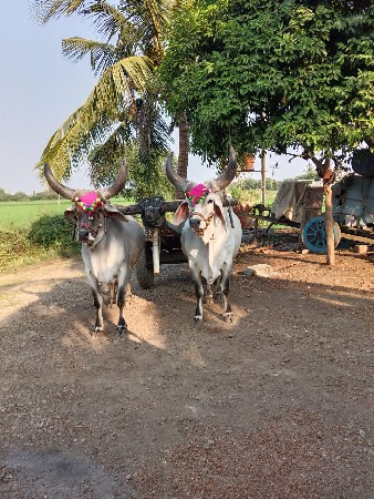એક વાવણી વાવેલ ગોઢલા