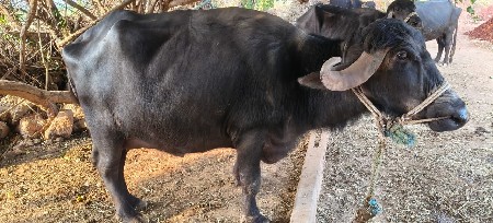 થંબનેલ 2