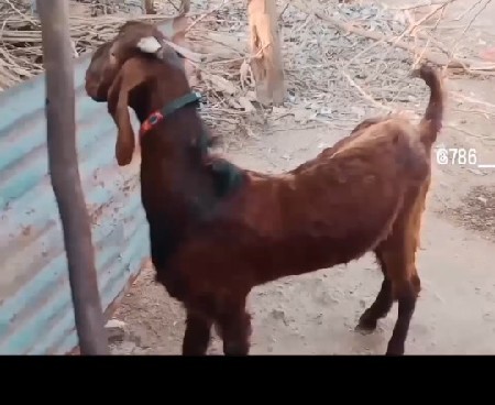 થંબનેલ 3