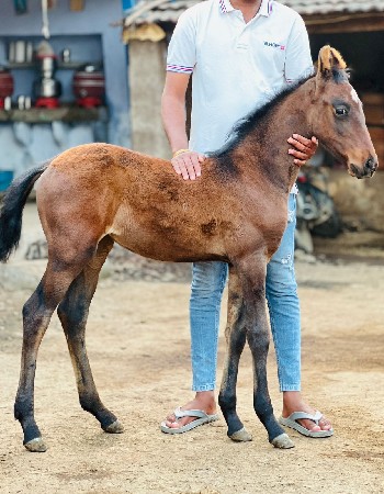 vaseri vishvani se 8154851550