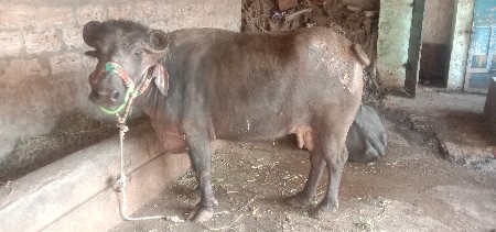 થંબનેલ 3