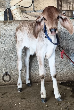 थंबनेल 3