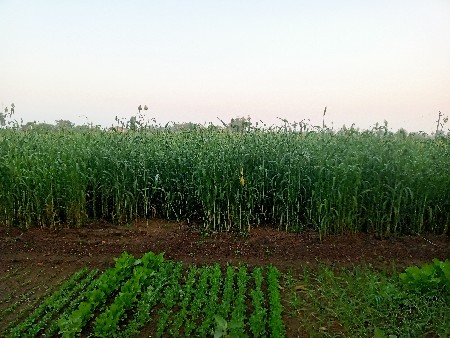 થંબનેલ 3