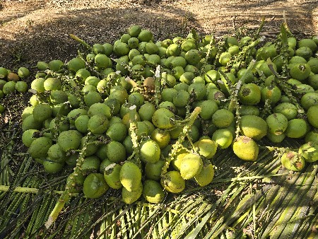નારયેલ (Coconut)