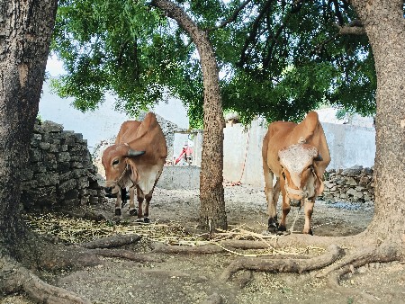 થંબનેલ 3