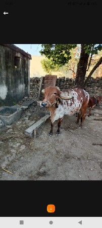 ત્રીજું વેતર સાતમો મહિનો પાંચ લીટર