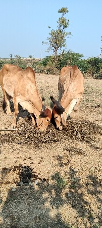 આ વાસડા વેસવા ના છે
