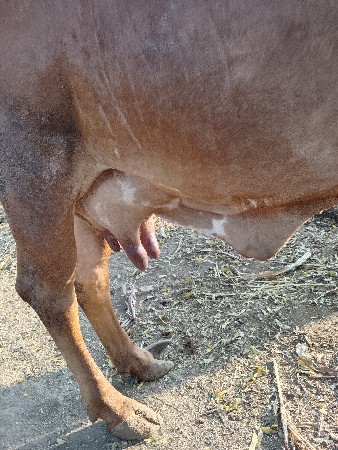 7 લીટર દૂધ છે