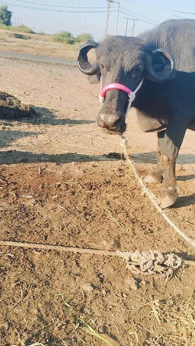 थंबनेल 3