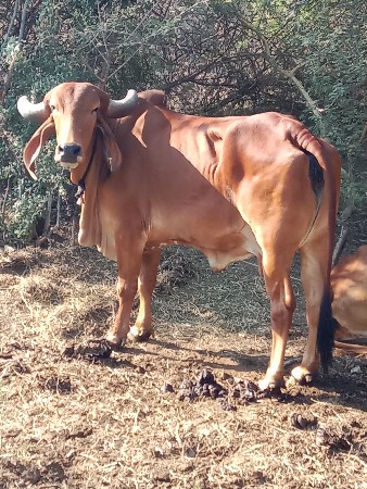 આ ગાયના છાટામાં ખડેલી લેવાની છે
