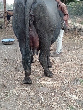 थंबनेल 2