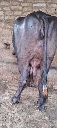 આ ભેસ વેશવાની છે