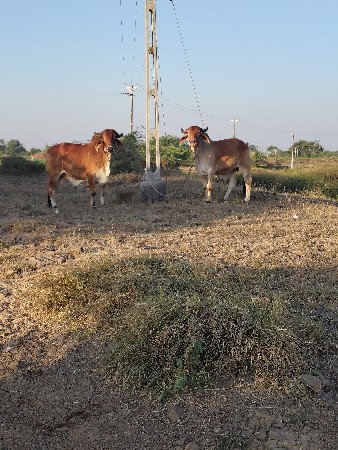 થંબનેલ 2