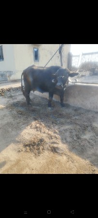 थंबनेल 4