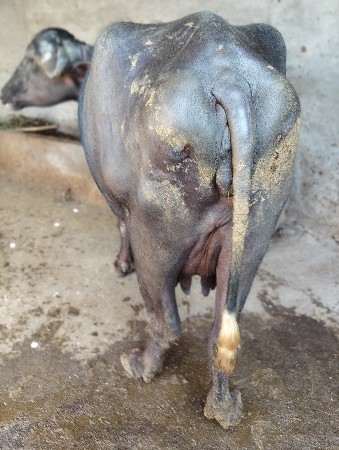 થંબનેલ 2