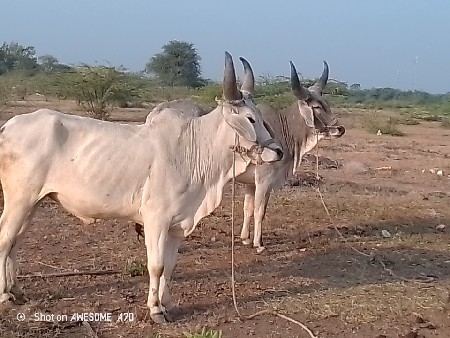 કેટલા વેચવાના છે જવાબદારી વાળા છે ત