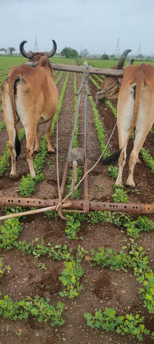 બળધ વેચવાના છે સાવ સોજા