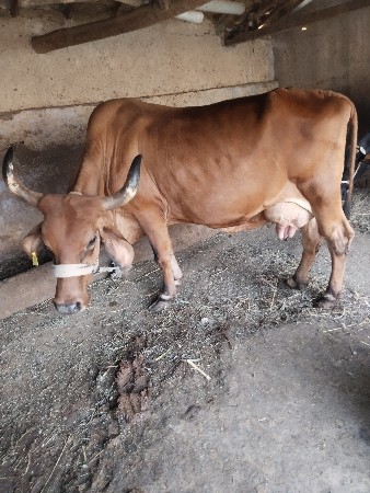 જર્સી ક્રોસ ગાય વેચવાની