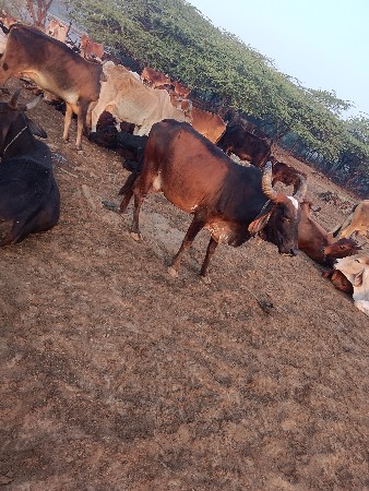 થંબનેલ 2