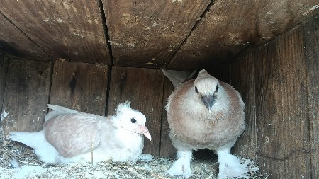 આ સીરાજી ક્રોસ પઠા વેચવાના છે