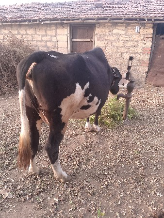 થંબનેલ 3