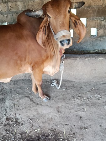 થંબનેલ 3