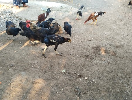 थंबनेल 3