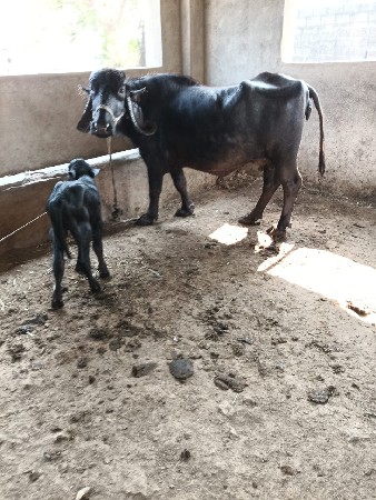 थंबनेल 5