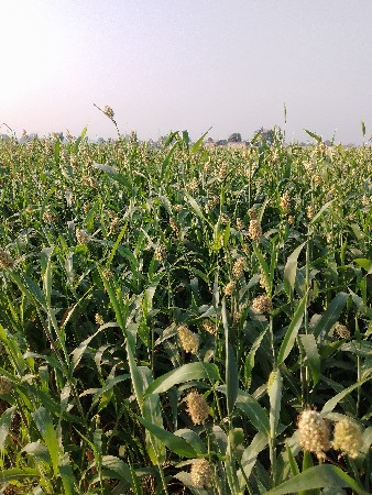 થંબનેલ 3