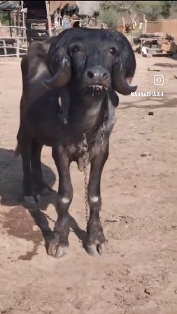 થંબનેલ 2