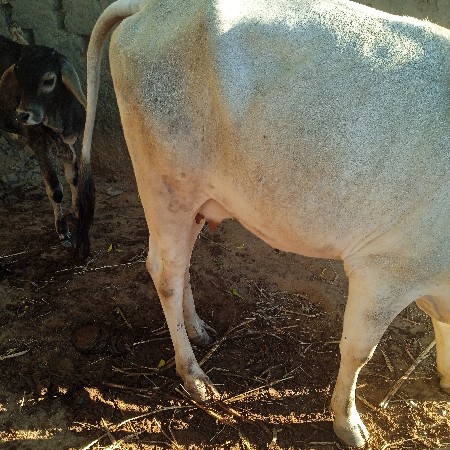 थंबनेल 2