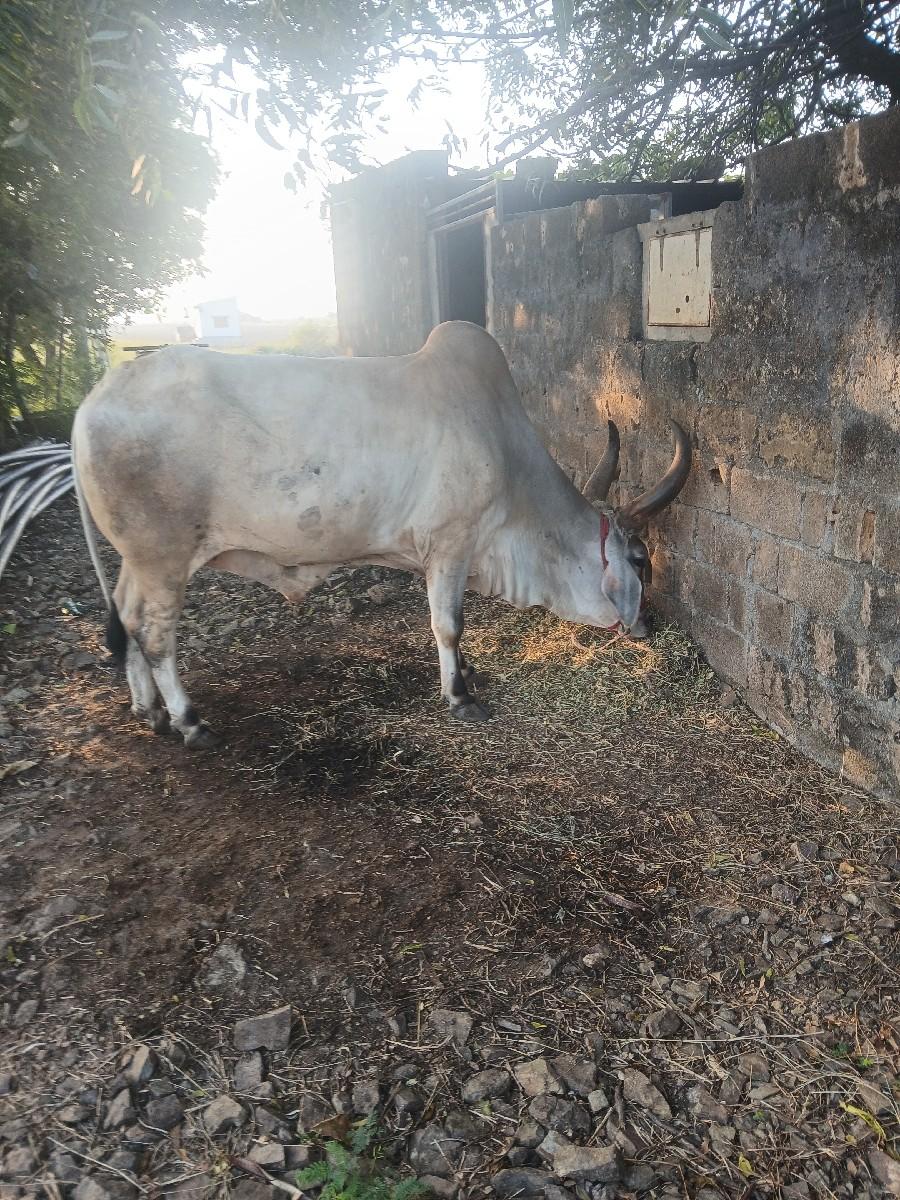 થંબનેલ 3