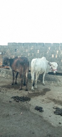 ગોઢલા વેચવાના છે