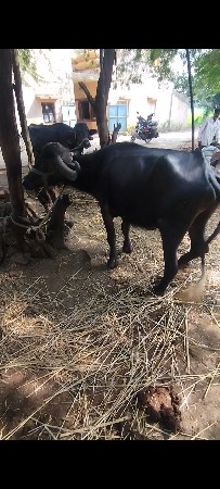 લખમણભાઇ