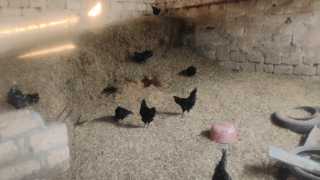 થંબનેલ 3