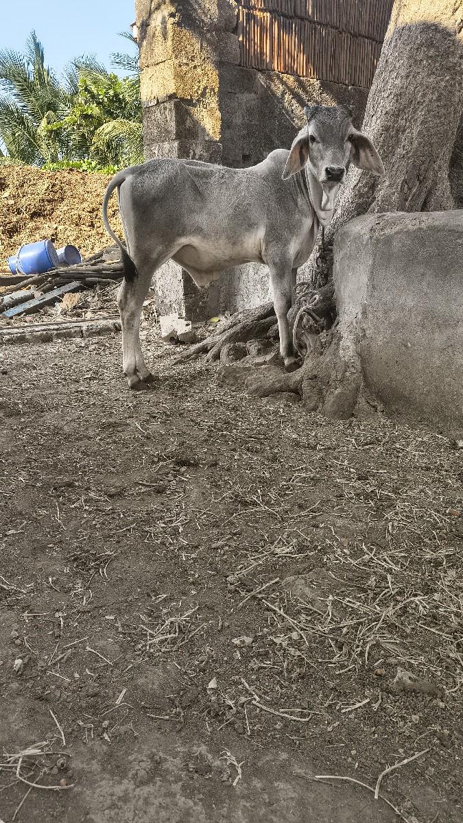 थंबनेल 2