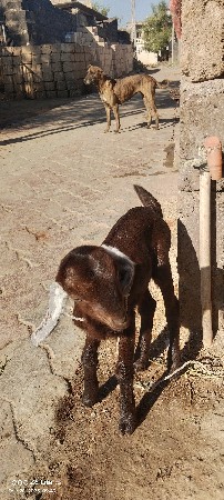 બે બકરીઓને એક બકરો