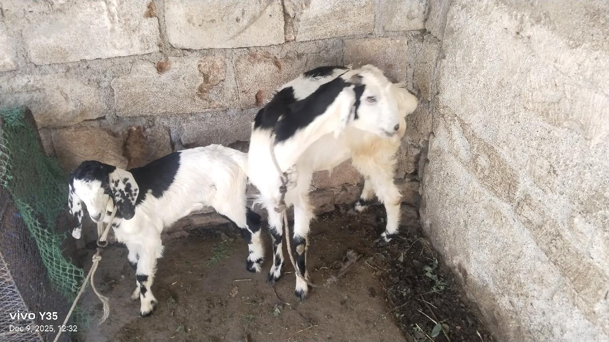 थंबनेल 3