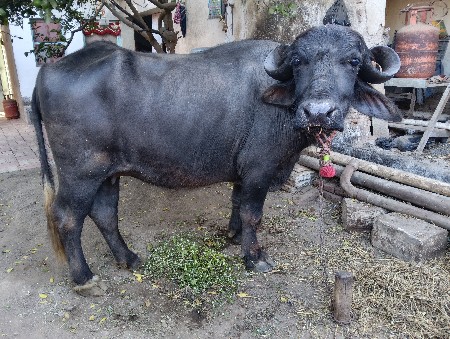 થંબનેલ 2